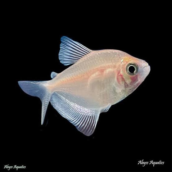 Albino Widow Tetra