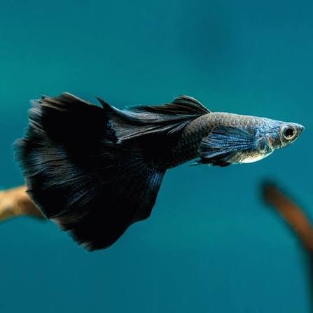 Black Guppy