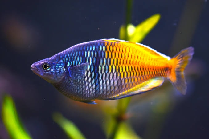 Boesman Rainbow