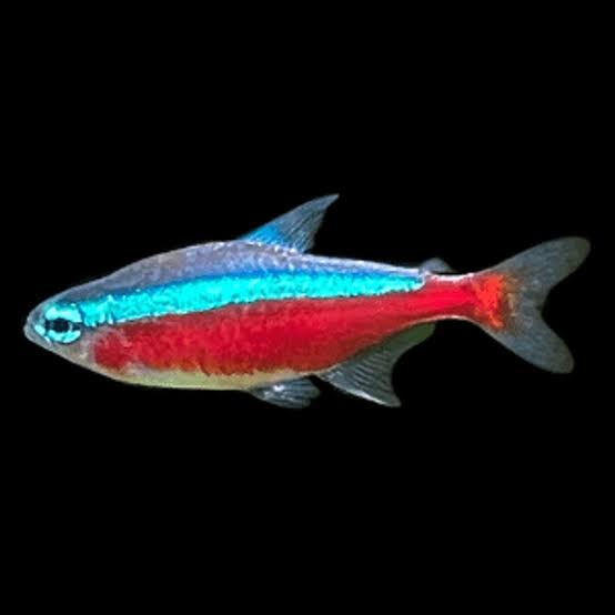 Cardinal Tetra