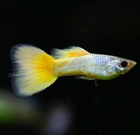 German Yellow Guppy