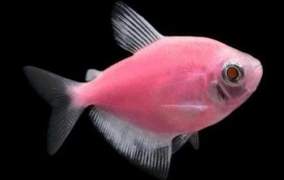 GMO Pink Tetra