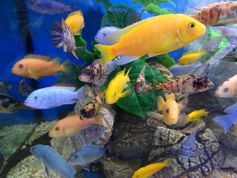 Mix Malawi Cichlid