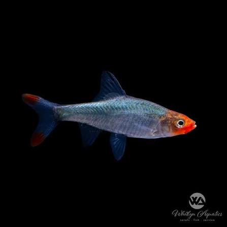 Naked Micro Rasbora