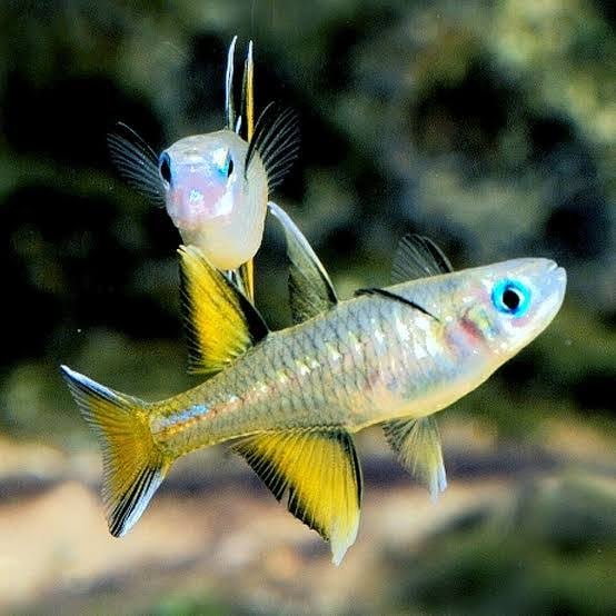 Pacific Blue-Eyed Rainbow