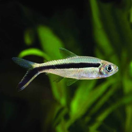 Penguin Tetra
