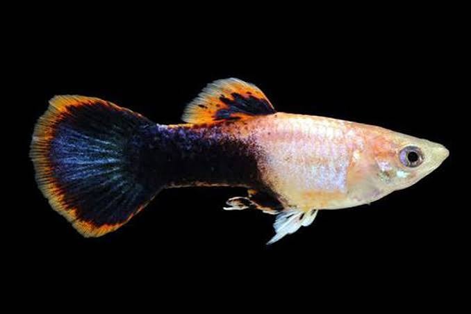 Pink Tuxedo Guppy