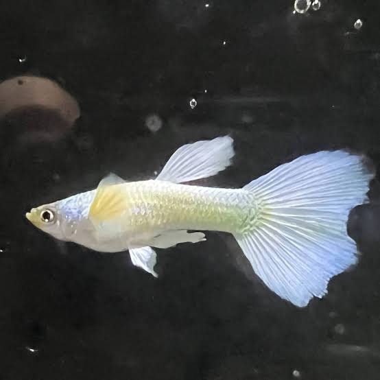 Platinum Guppy