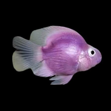 Purple Parrot Fish