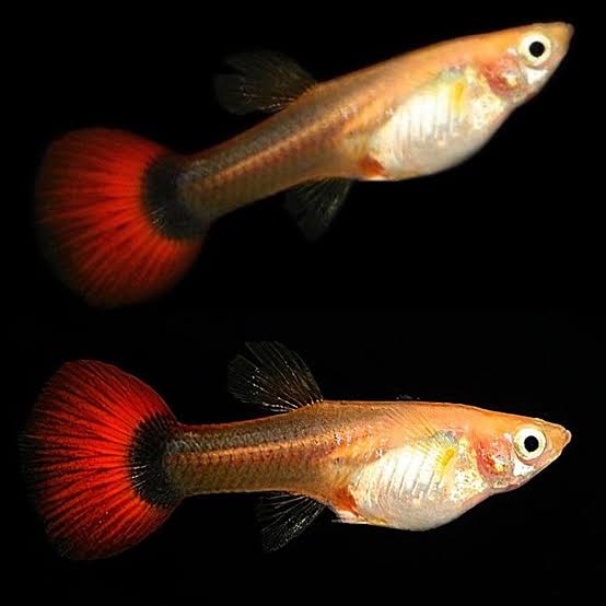 Red Cap Guppy