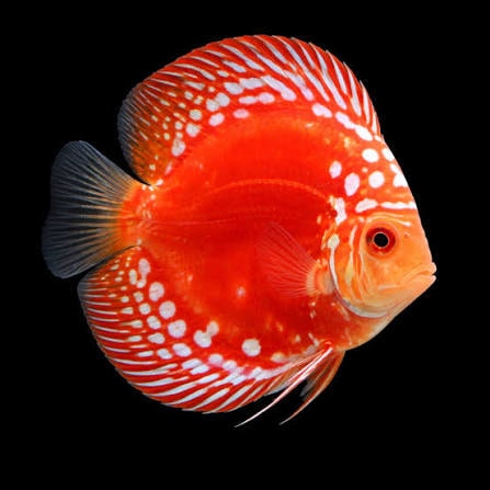 Red Panda Discus