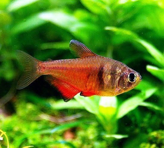Rio Fish