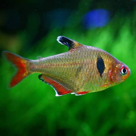 Serpae Tetra