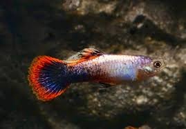 Shakti Batik Guppy