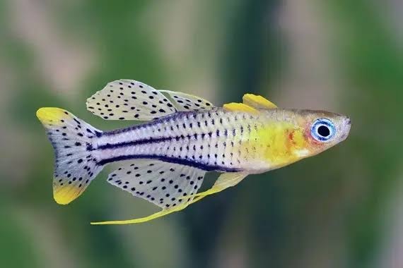 Spotted Blue-Eyed Rainbow